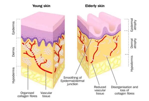 ชะลอวัย ANTI AGEING