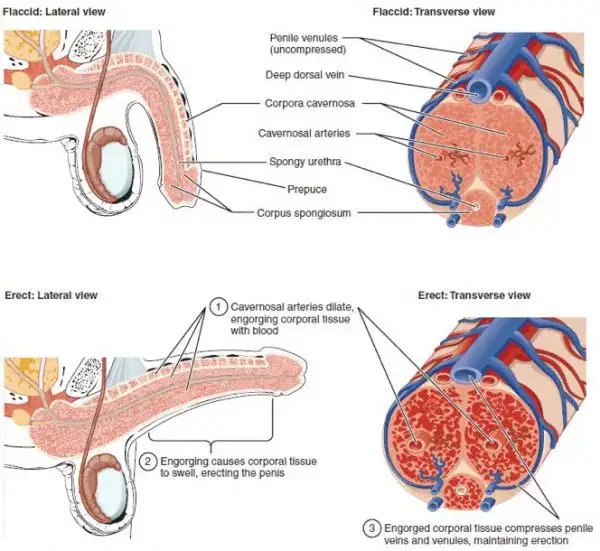 โรคหลอดเลือดหัวใจ HEART DISEASE